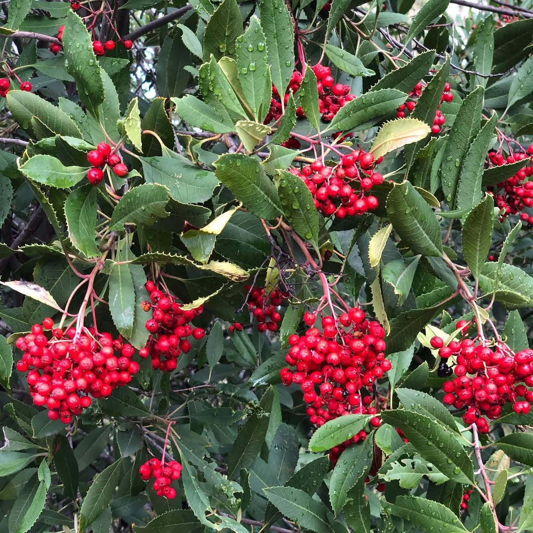 Toyon (Heteromeles arbutifolia) - California native plants