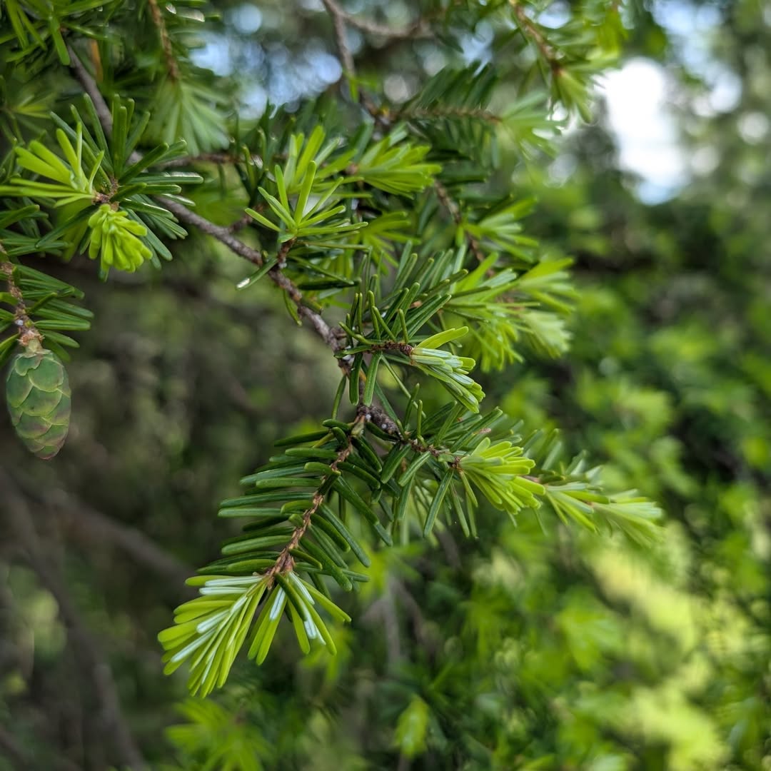 Tsuga (Tsuga canadensis)
