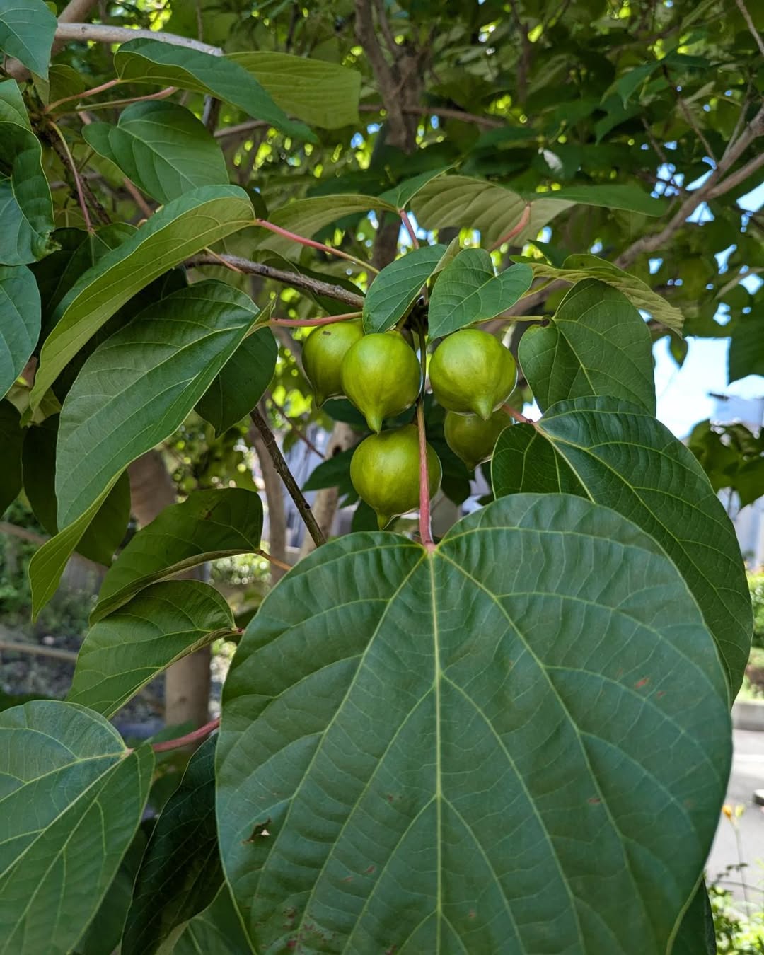 Tung Tree (Vernicia fordii)
