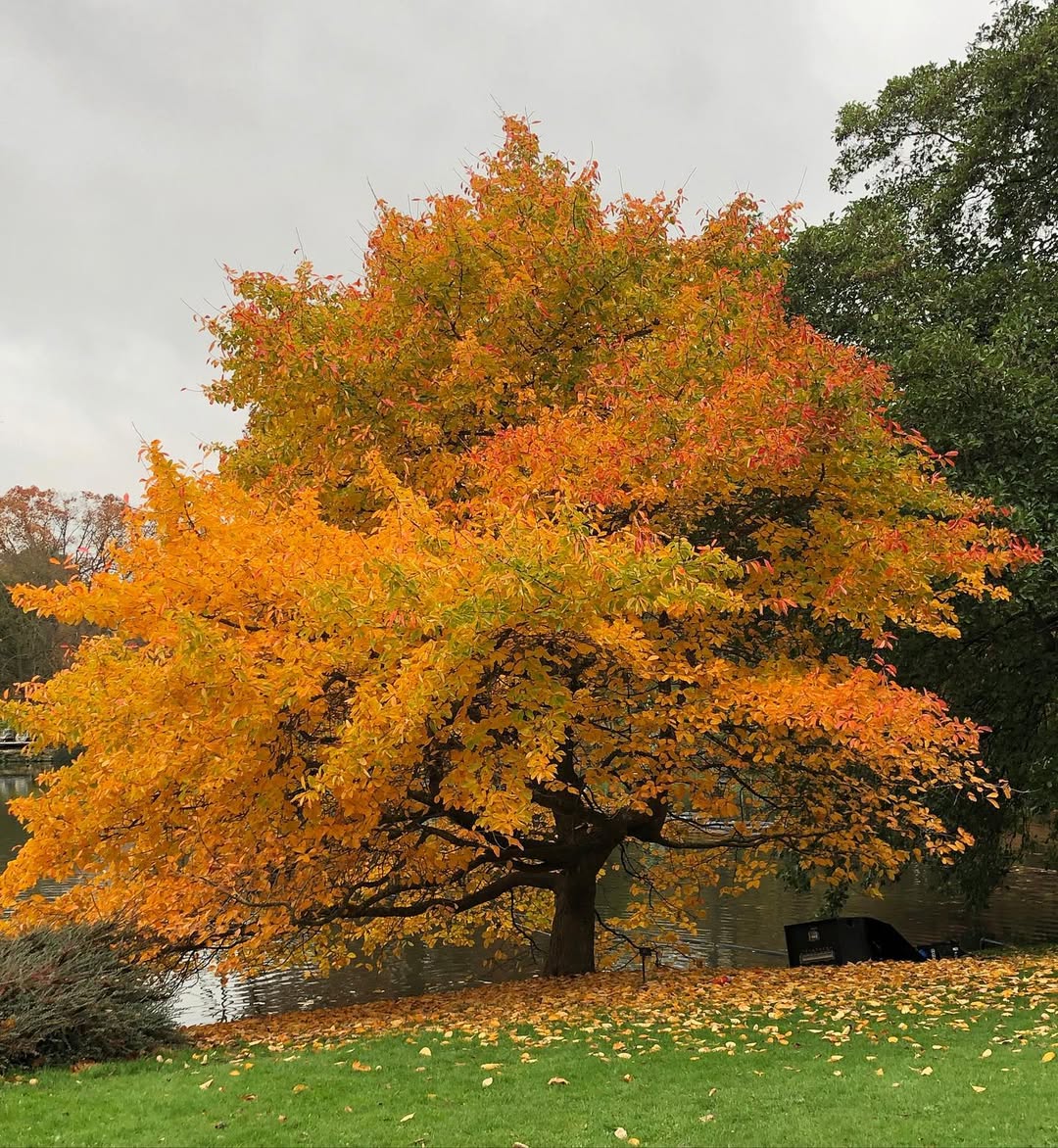 Tupelo (Nyssa sylvatica)