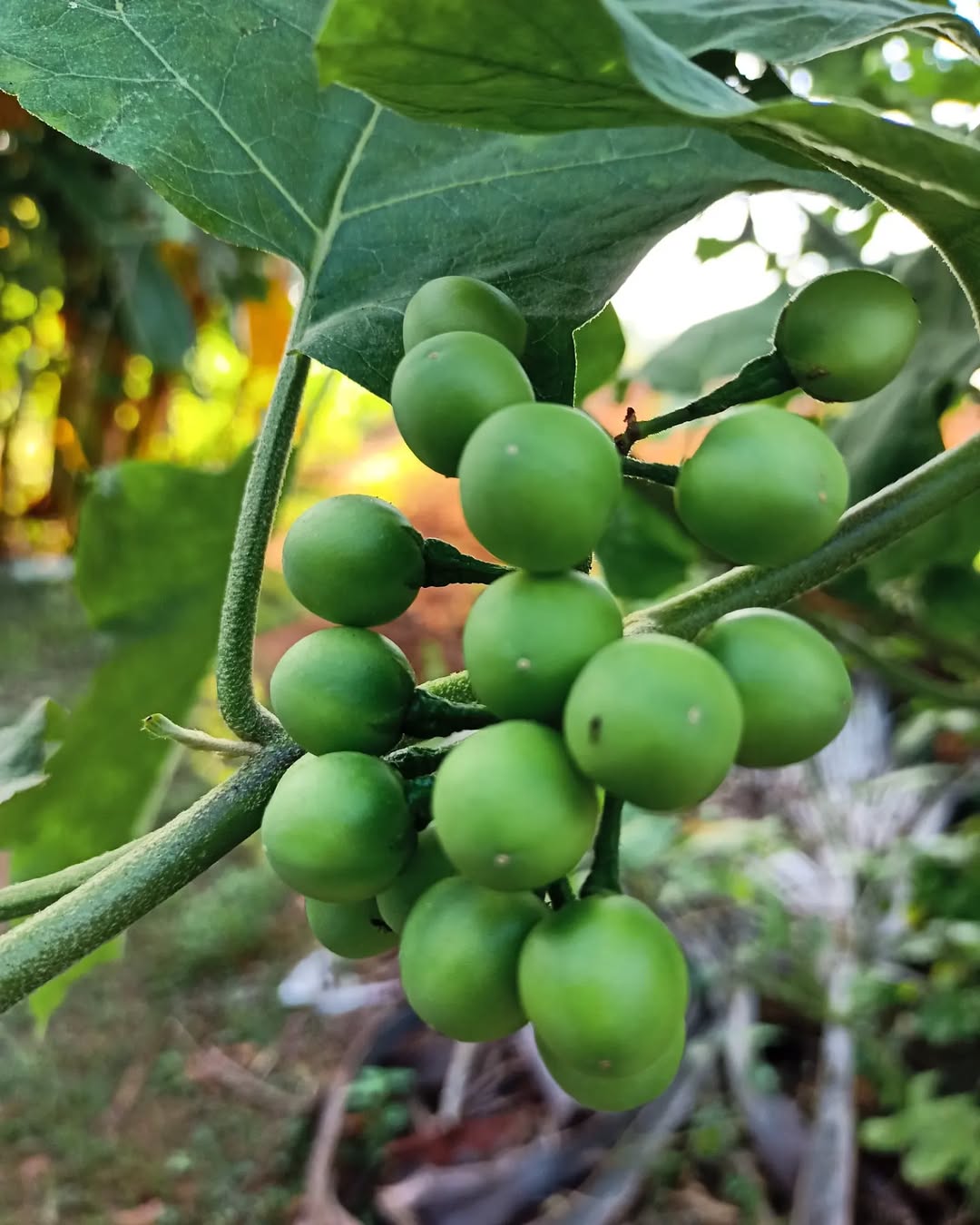 Turkey Berry (Solanum torvum)