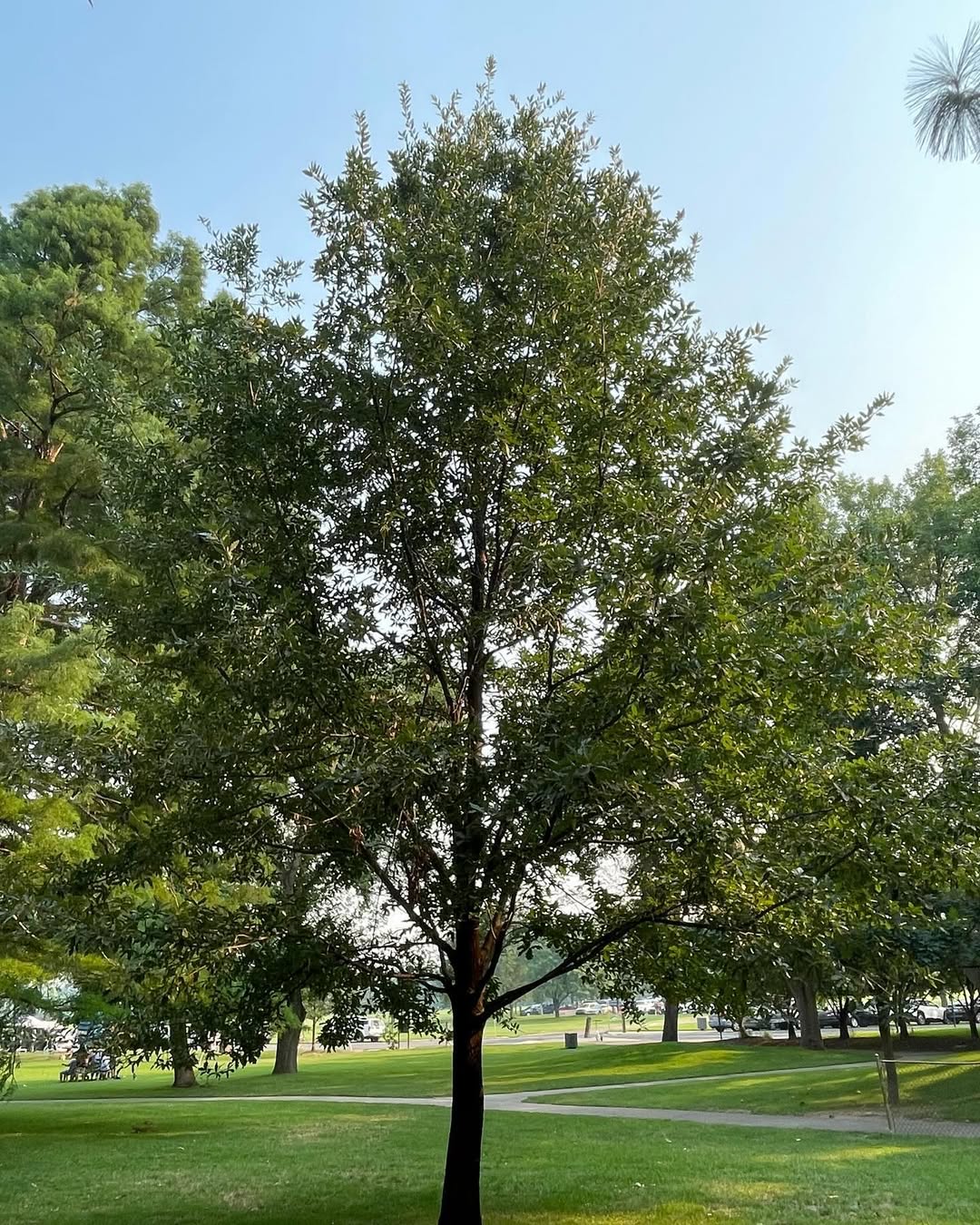 Turkey Oak (Quercus cerris)