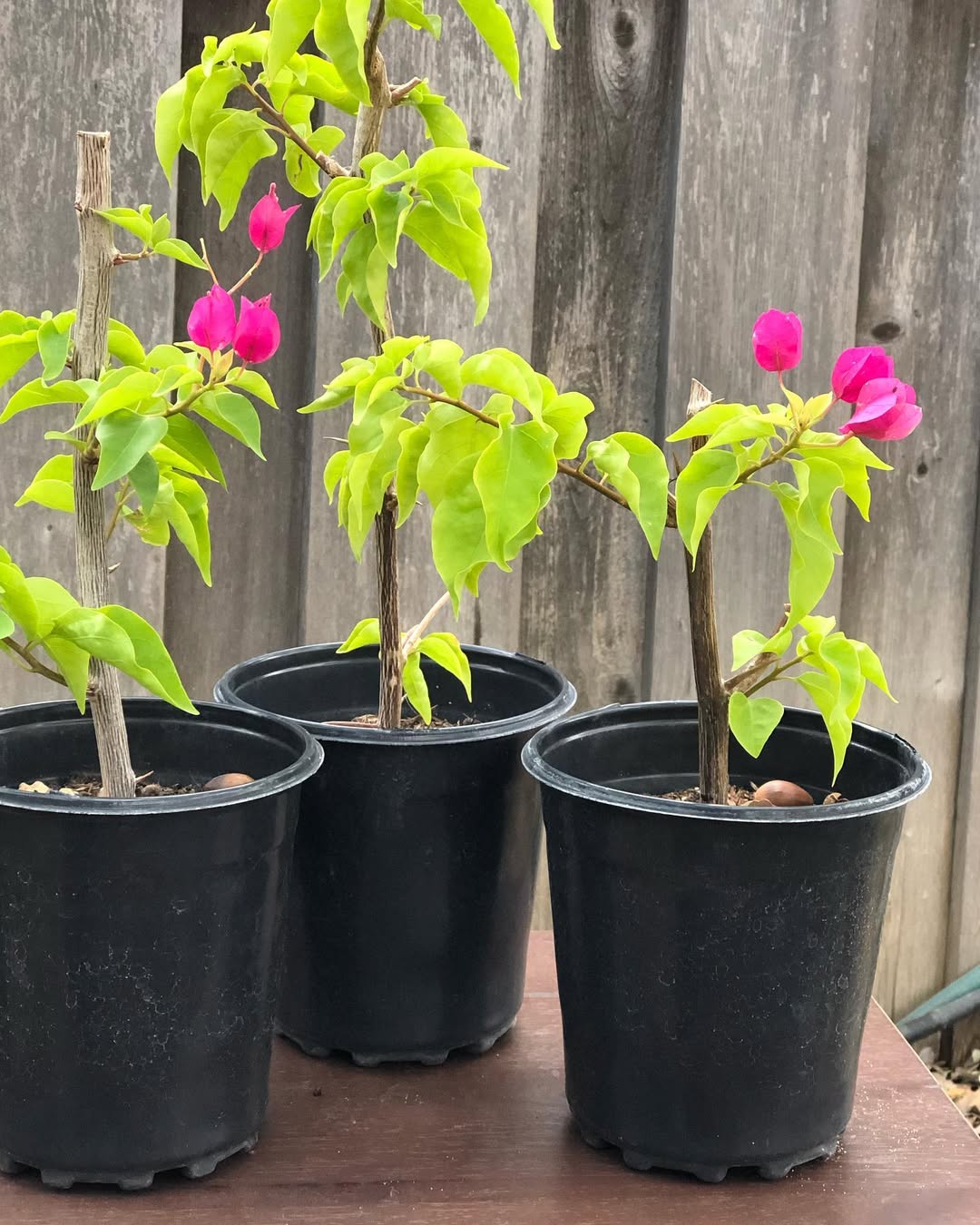 What Is Propagation, and Why Bougainvillea Cuttings