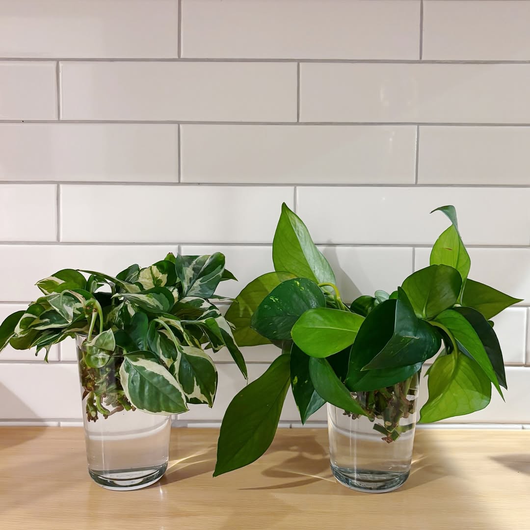 What is Pothos Propagation
