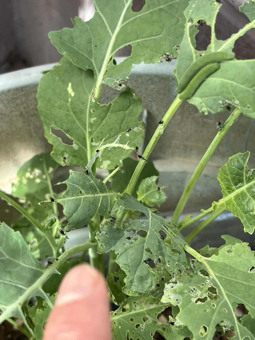 Why It Matters to Know What’s Eating Your Plants