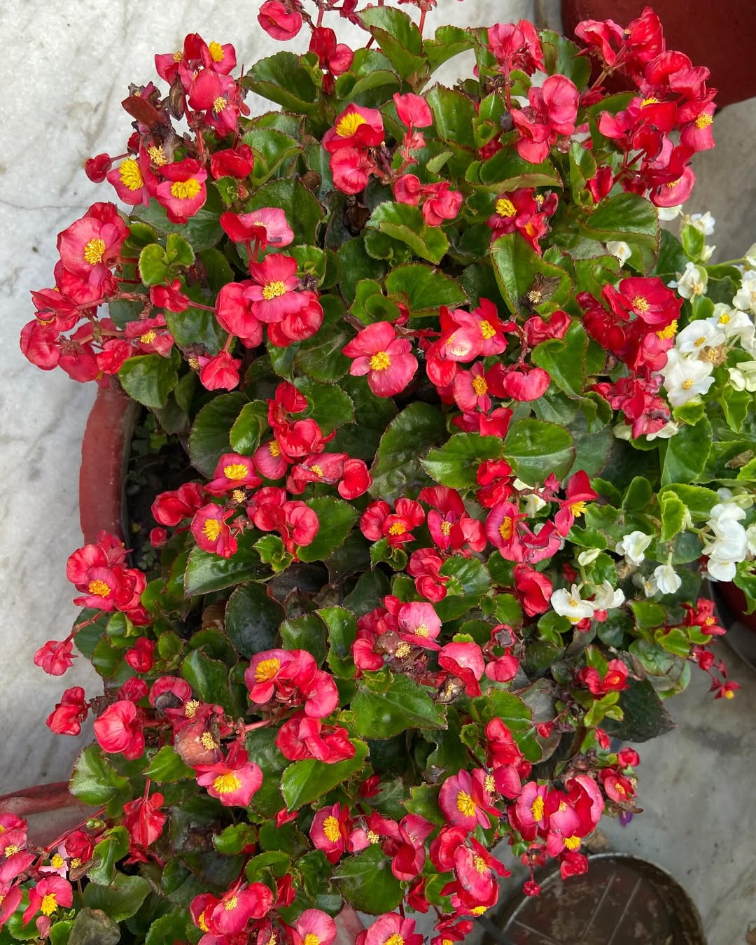 #begoniaflowers #begoniaflowergarden #begonialovers