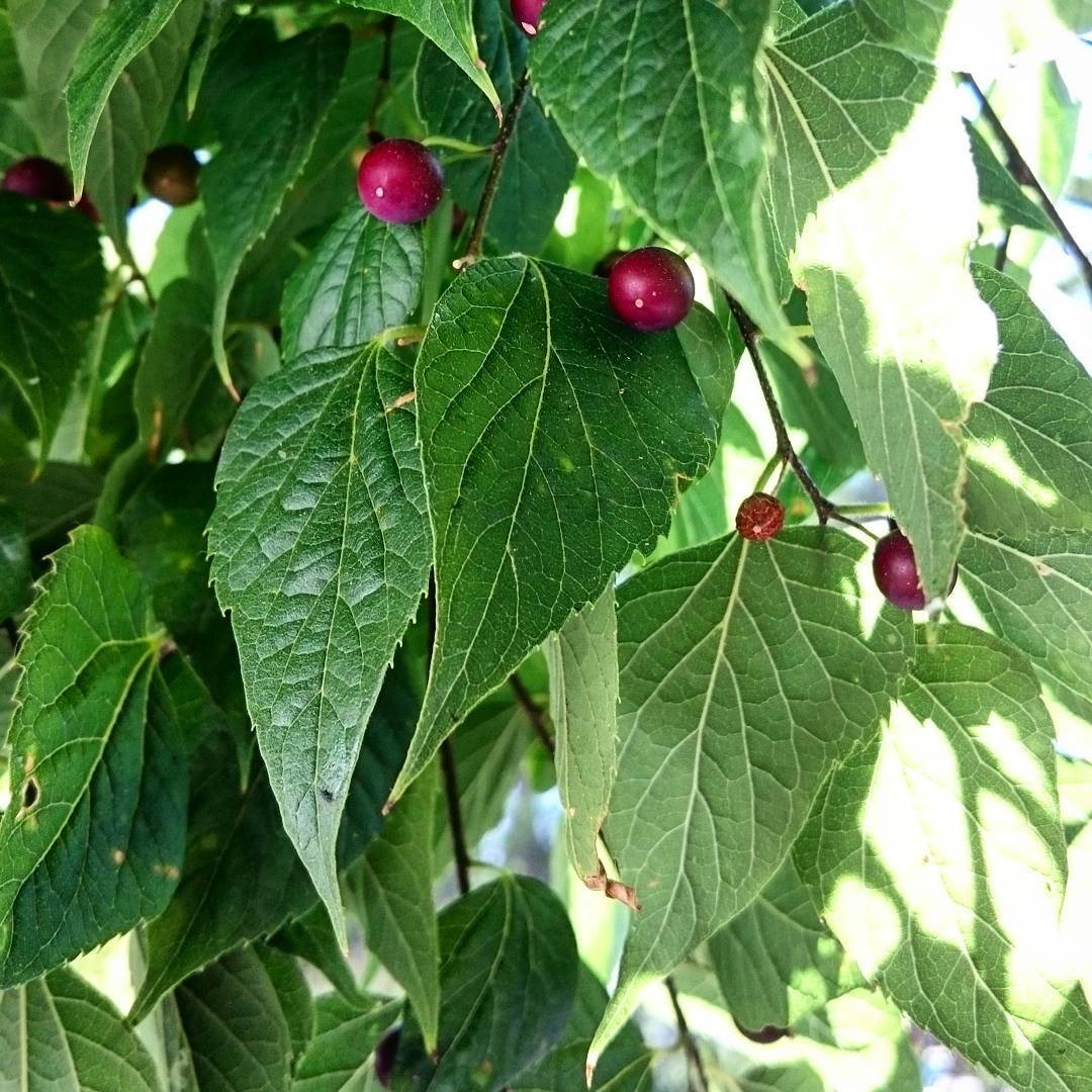 Nettle Tree (Celtis occidentalis)  Trees That Start With N