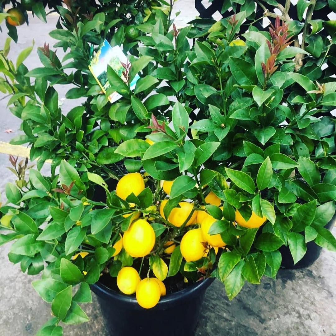 dwarf lemon tree