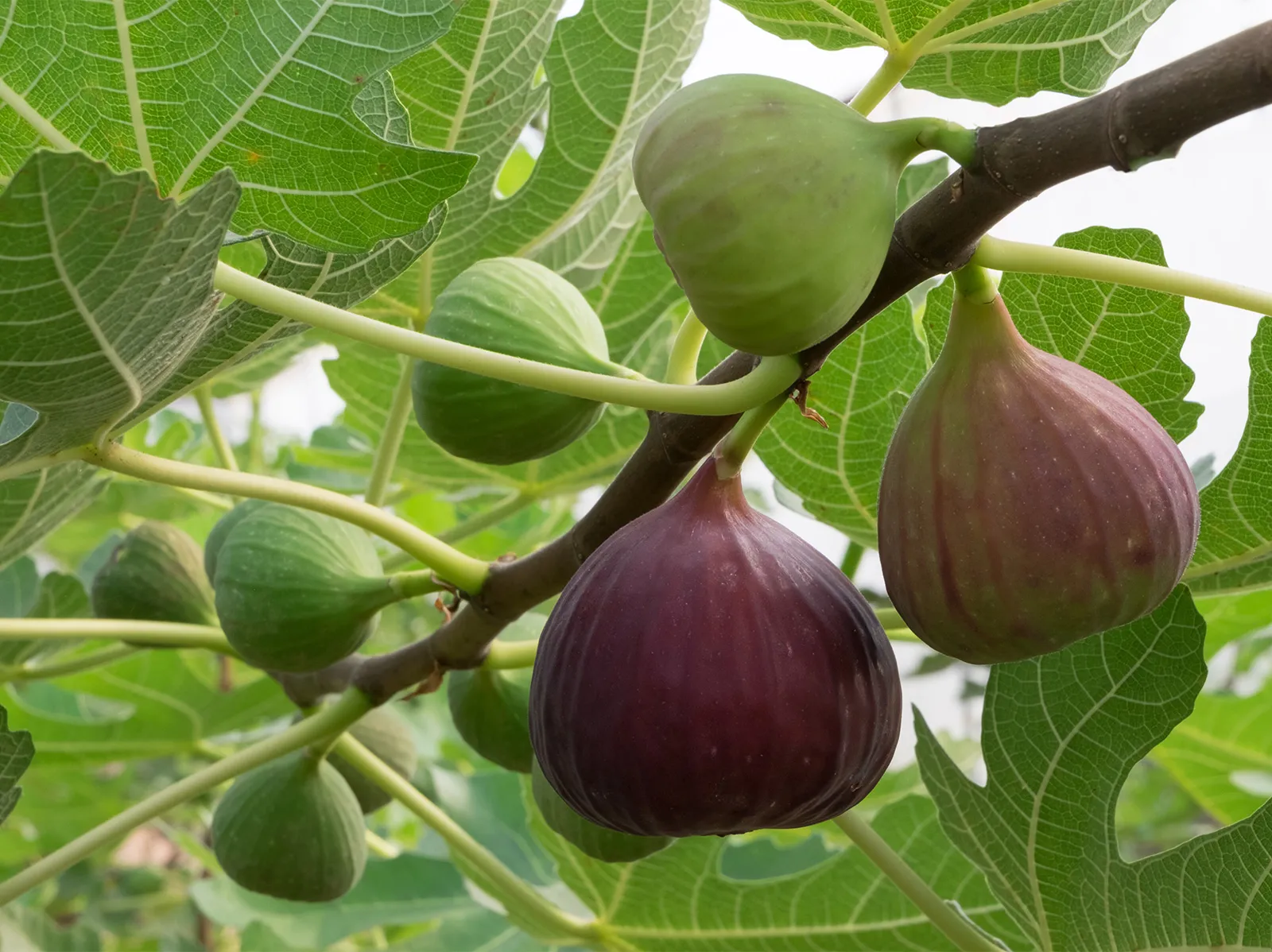 Caprifigs tree
