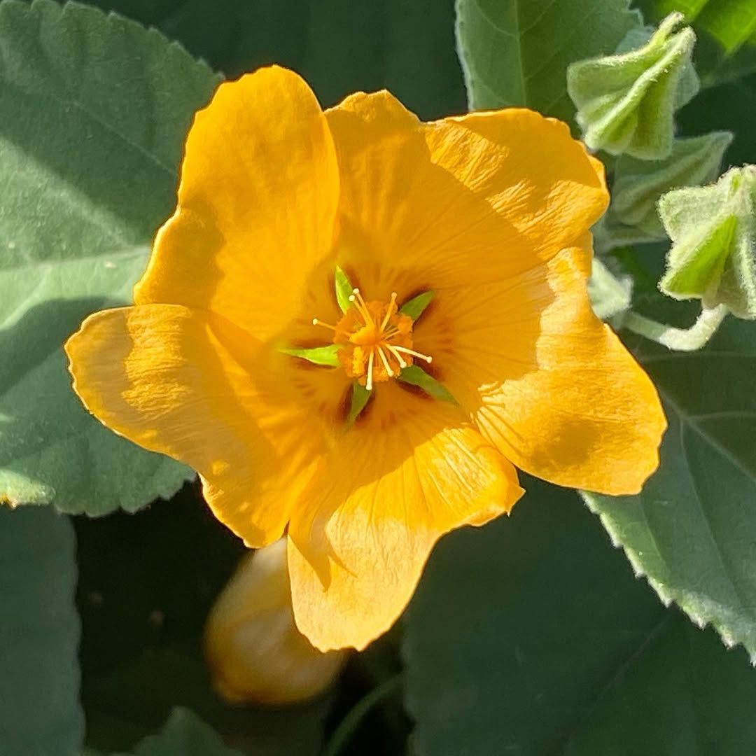 Ilima – Royal Yellow