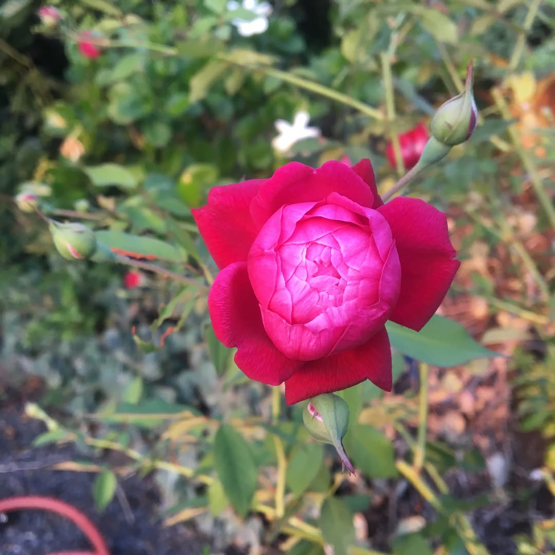 #lokelani #mauirose #lokelanirose propagating #rosadamascena #pinkdamask
