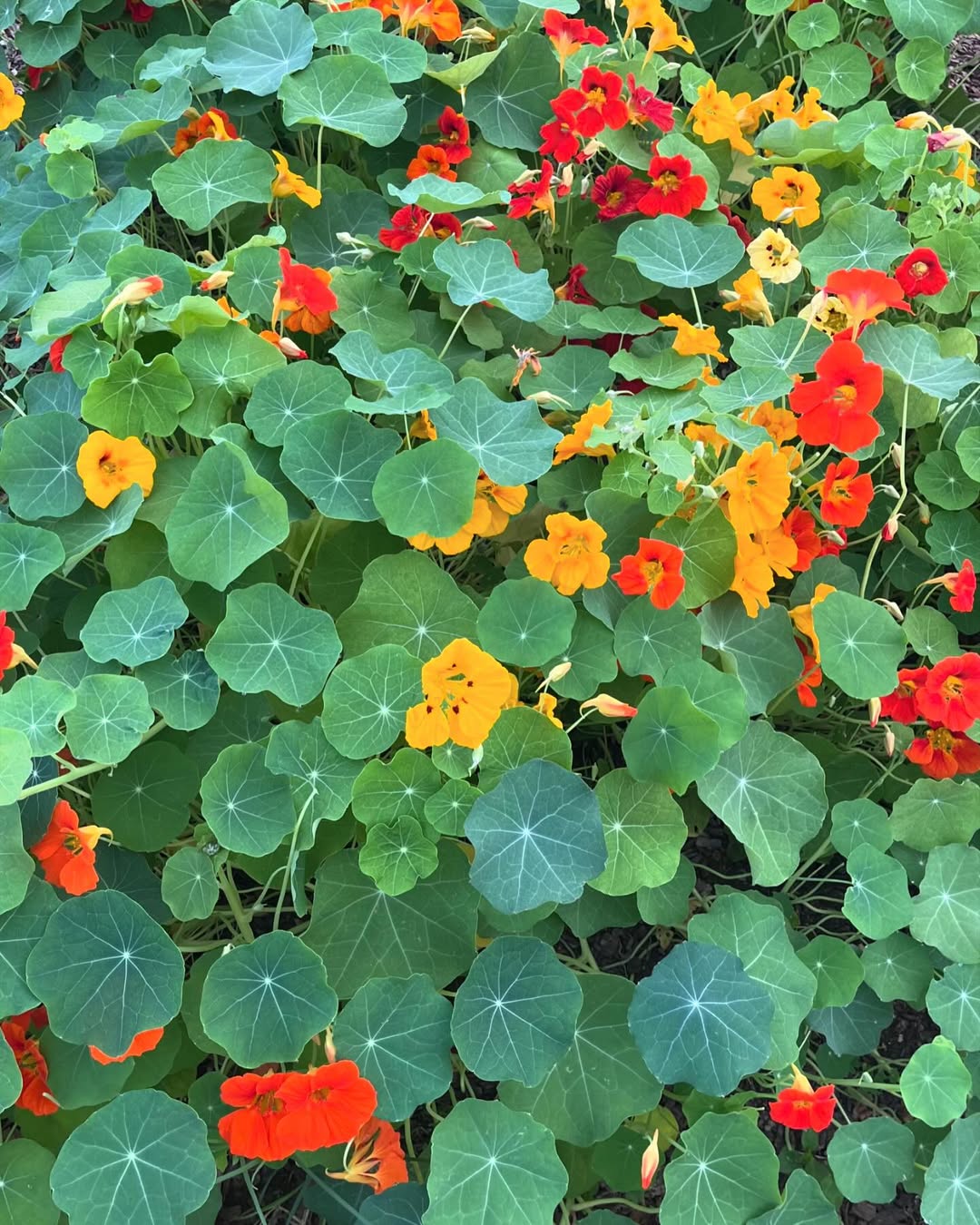 nasturtium is an edible flower!