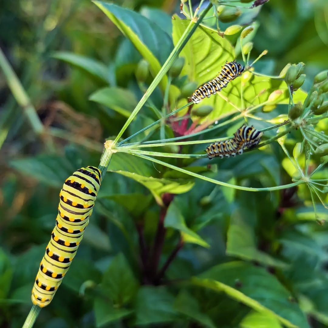 swallowtailcaterpillar 