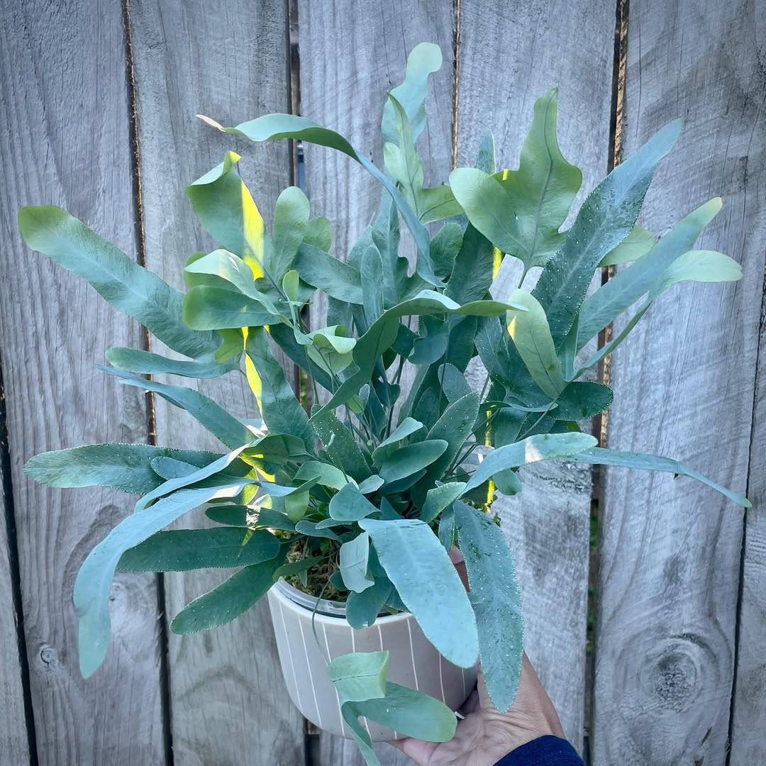 •Phlebodium aureum 