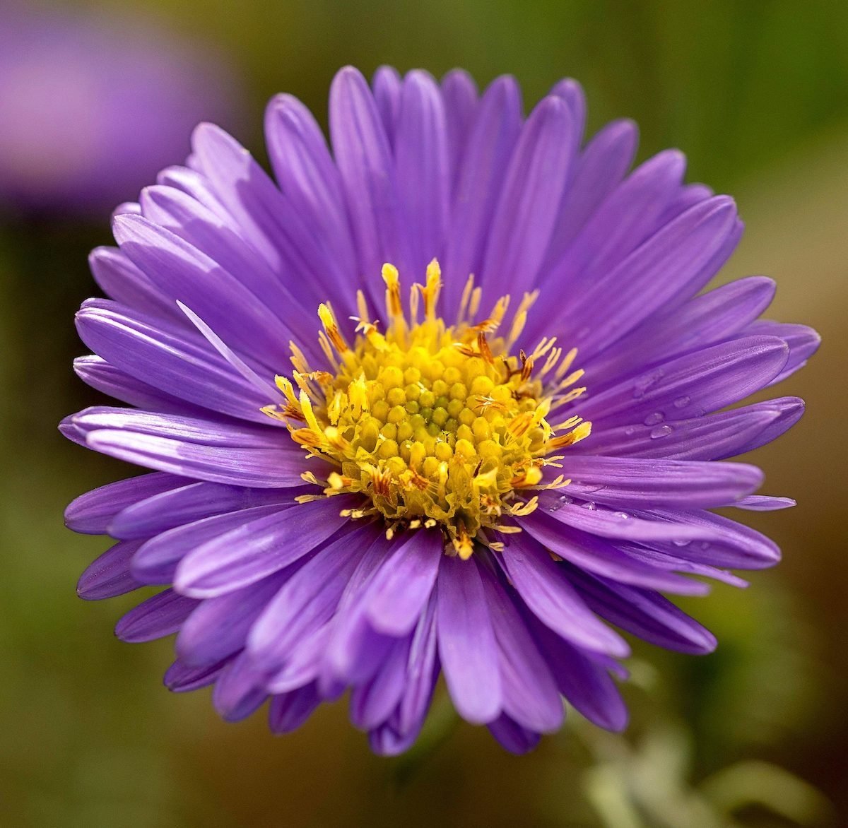 Asters (Aster spp.)