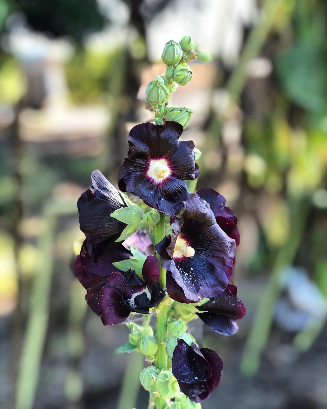 Black Hollyhocks