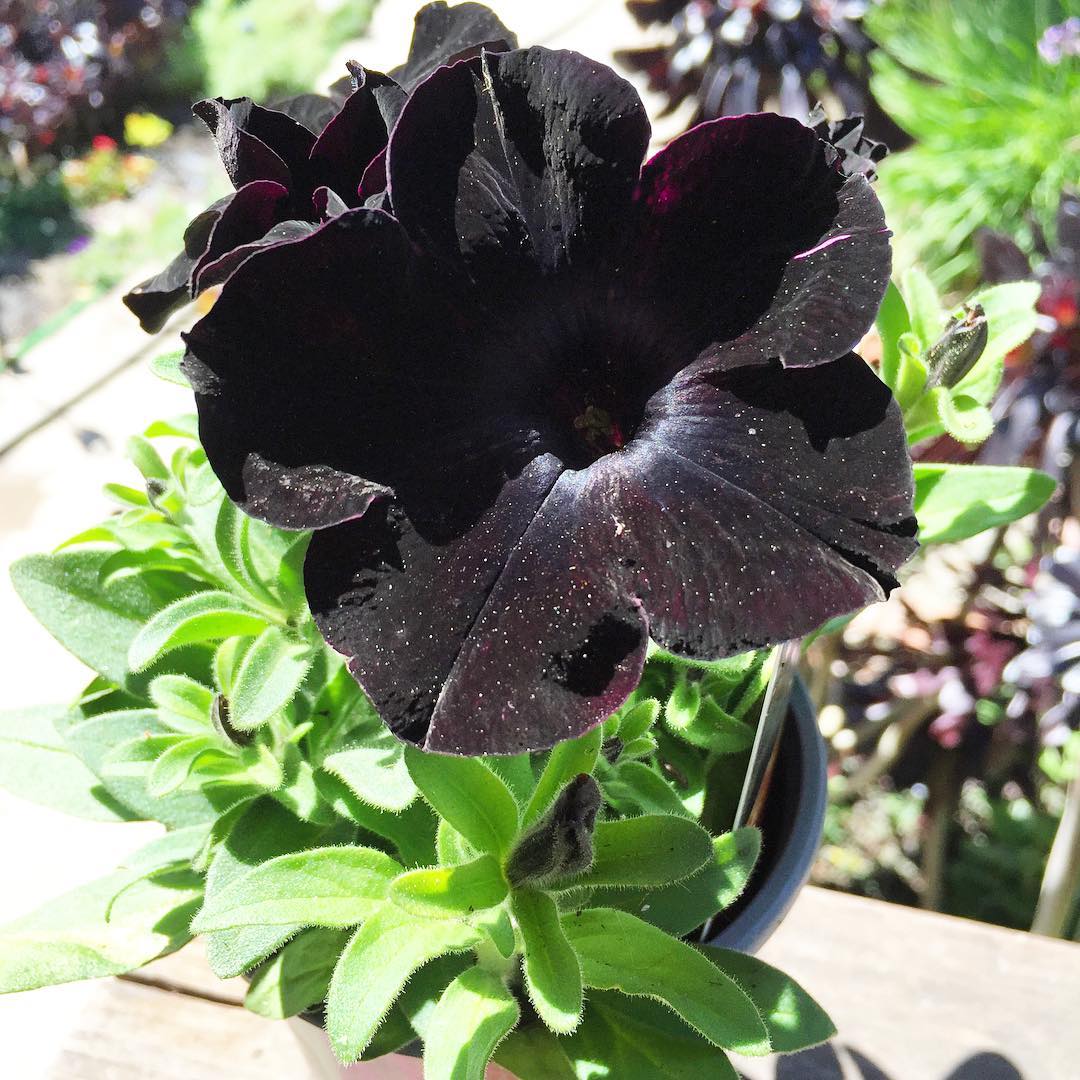 Black Velvet Petunias