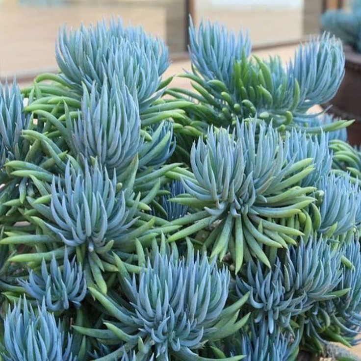 Blue Chalksticks