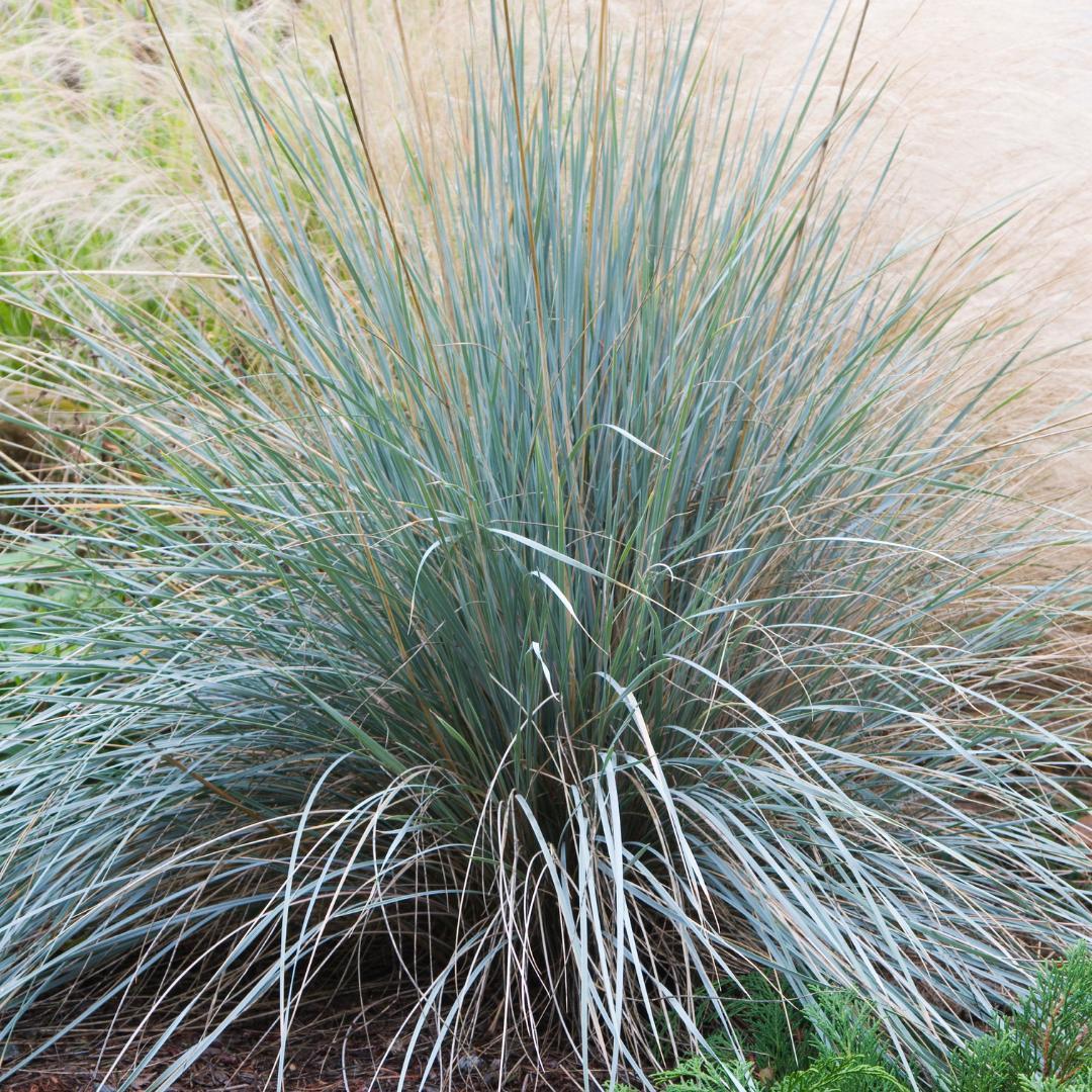 Blue Fescue 