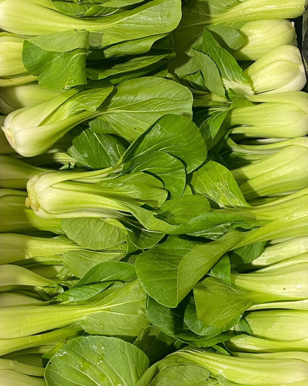 Bok Choy - Vegetables That Start With B