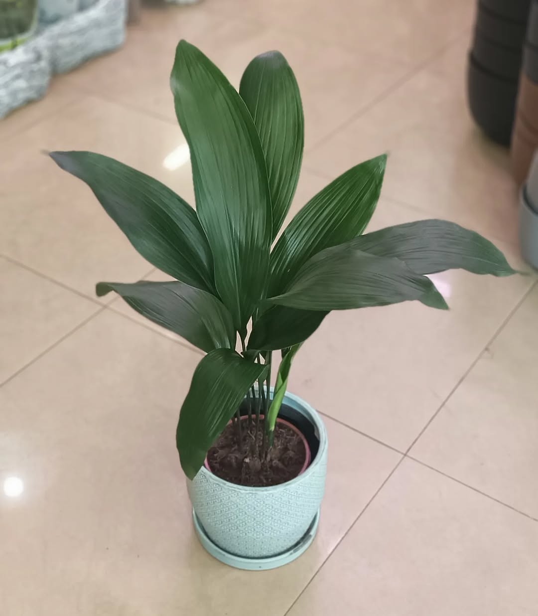 Cast Iron Plant (Aspidistra elatior)