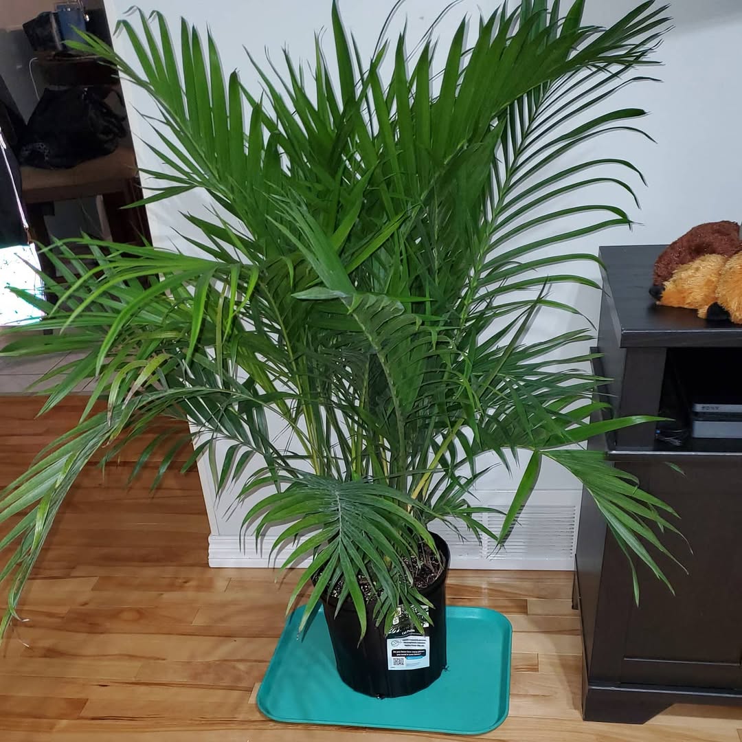 Cat Palm (Chamaedorea cataractarum)