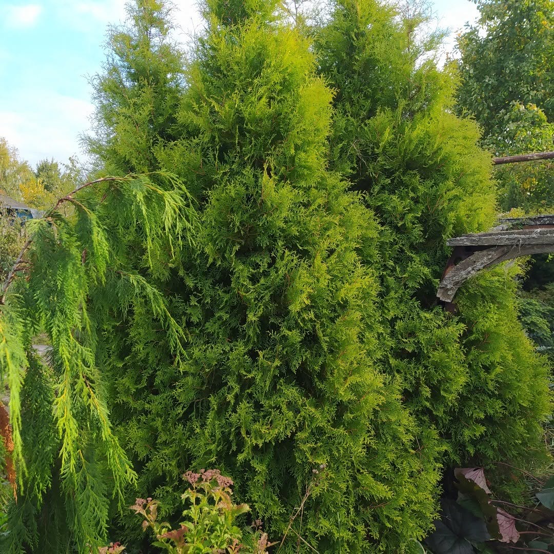 Chamaecyparis nootkatensis 