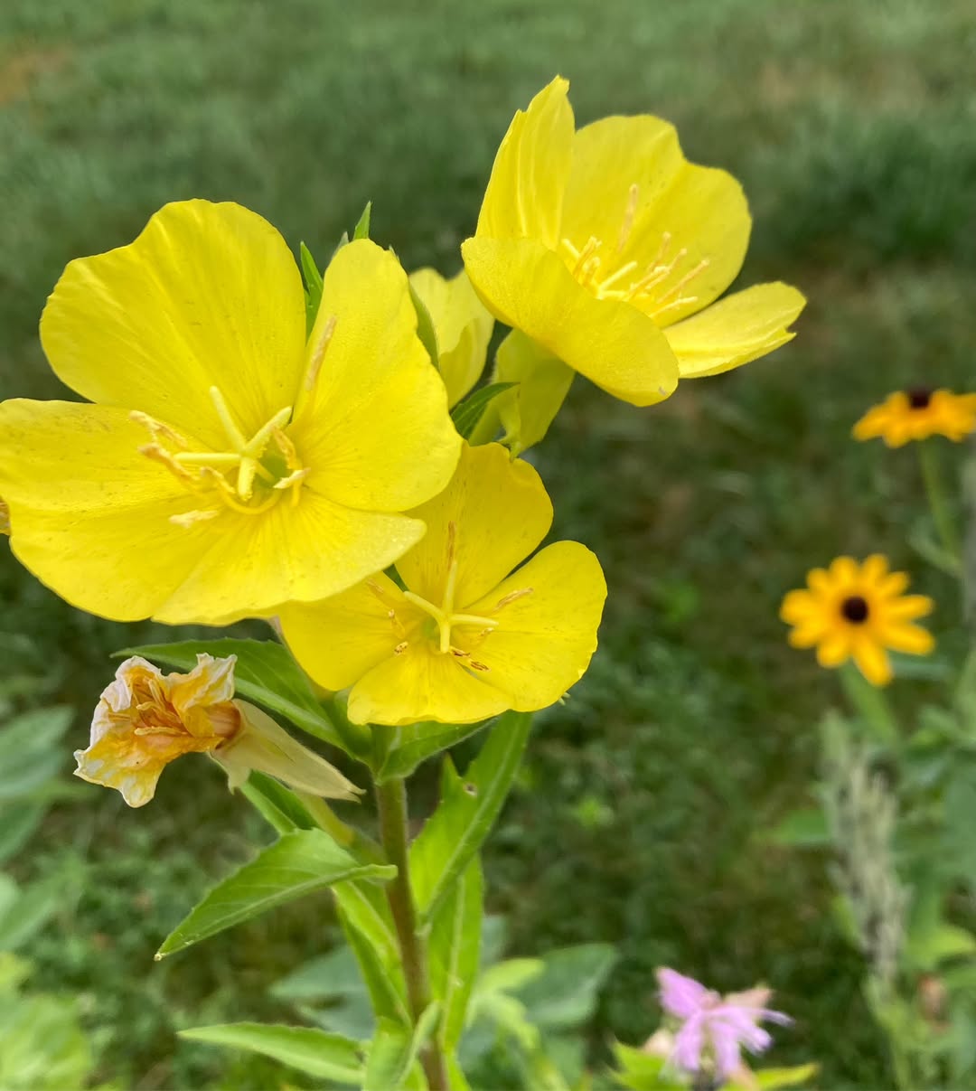 Common Evening Primrose (Oenothera biennis) 4 petaled flowers