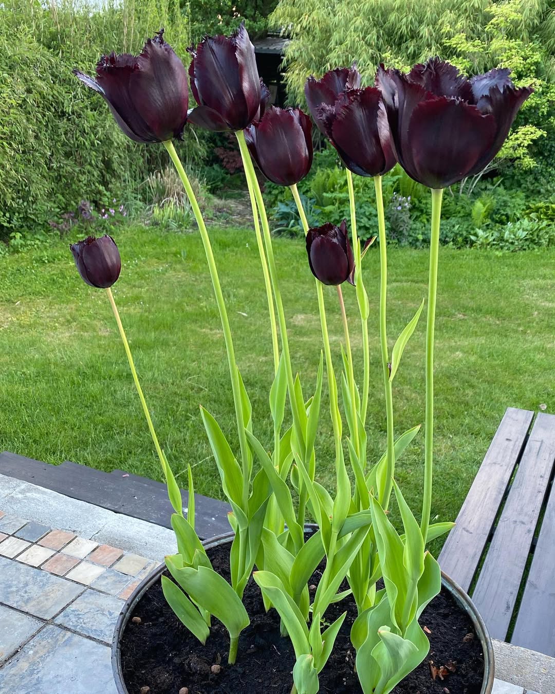 Dark Tulips