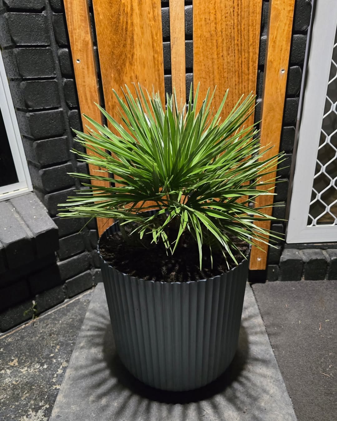 European Fan Palm (Chamaerops humilis)