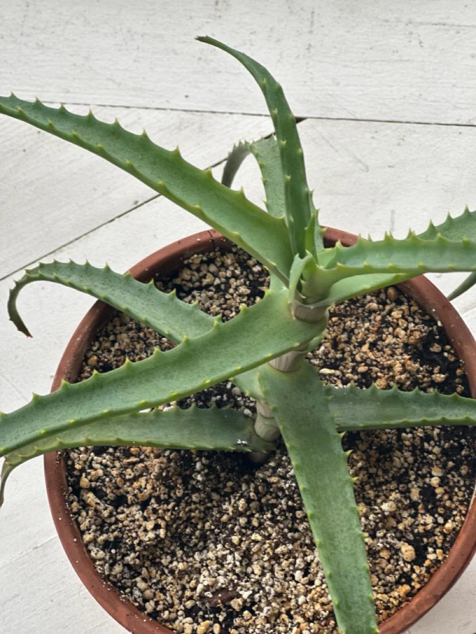 In Coconut Coir or Perlite