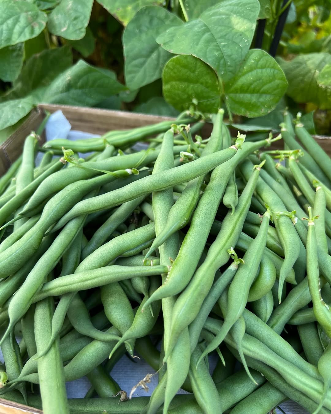 Just picked some green beans. Now I need to decide what to make with them. Maybe Hungarian bean soup!#wingspreadfarm #beans #vegan