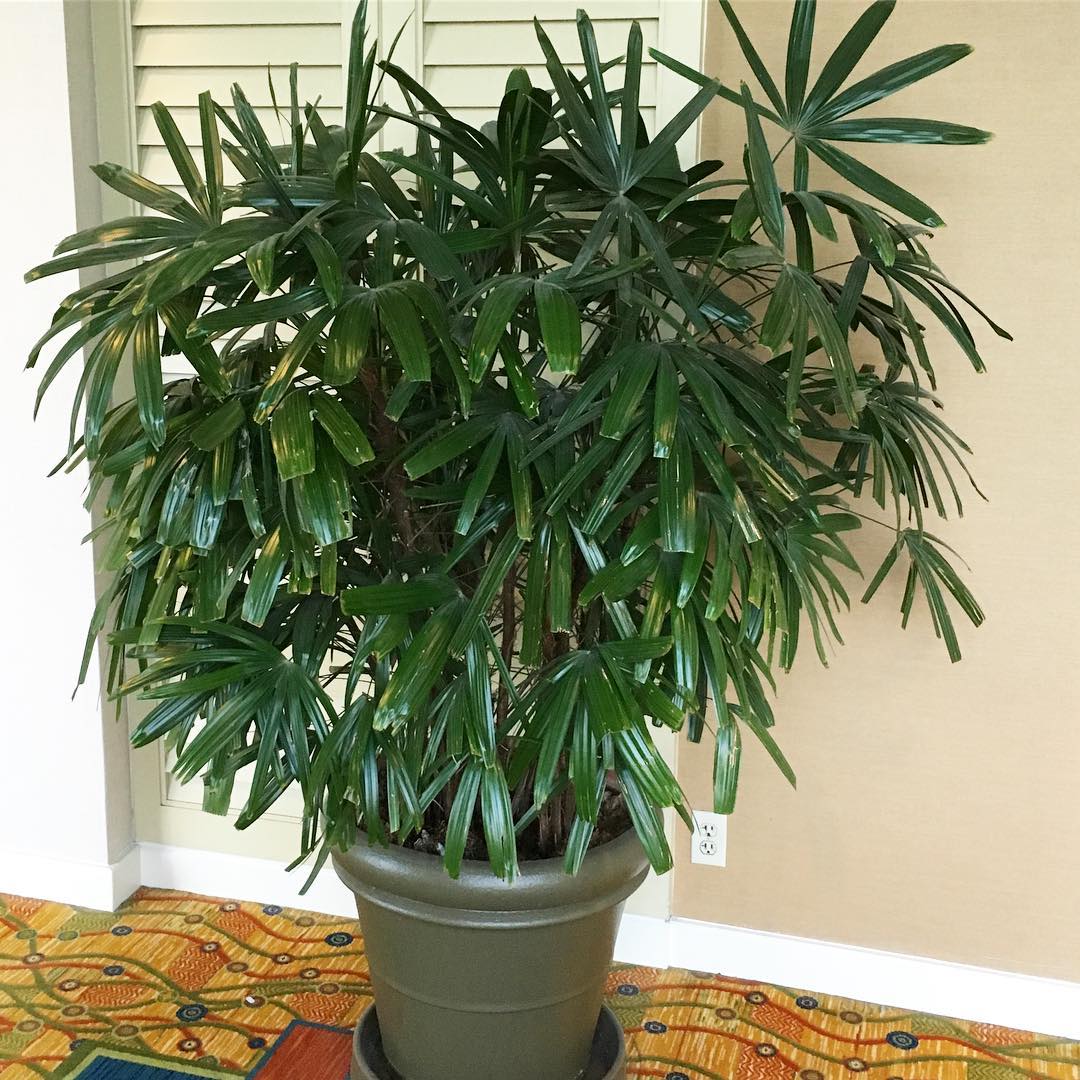 Lady Palm (Rhapis excelsa)