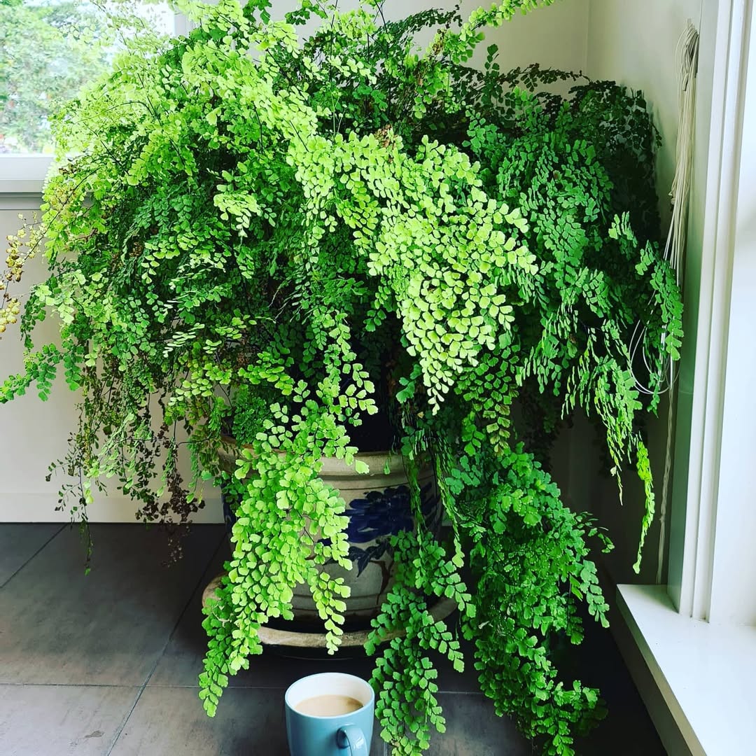 Maidenhair Fern