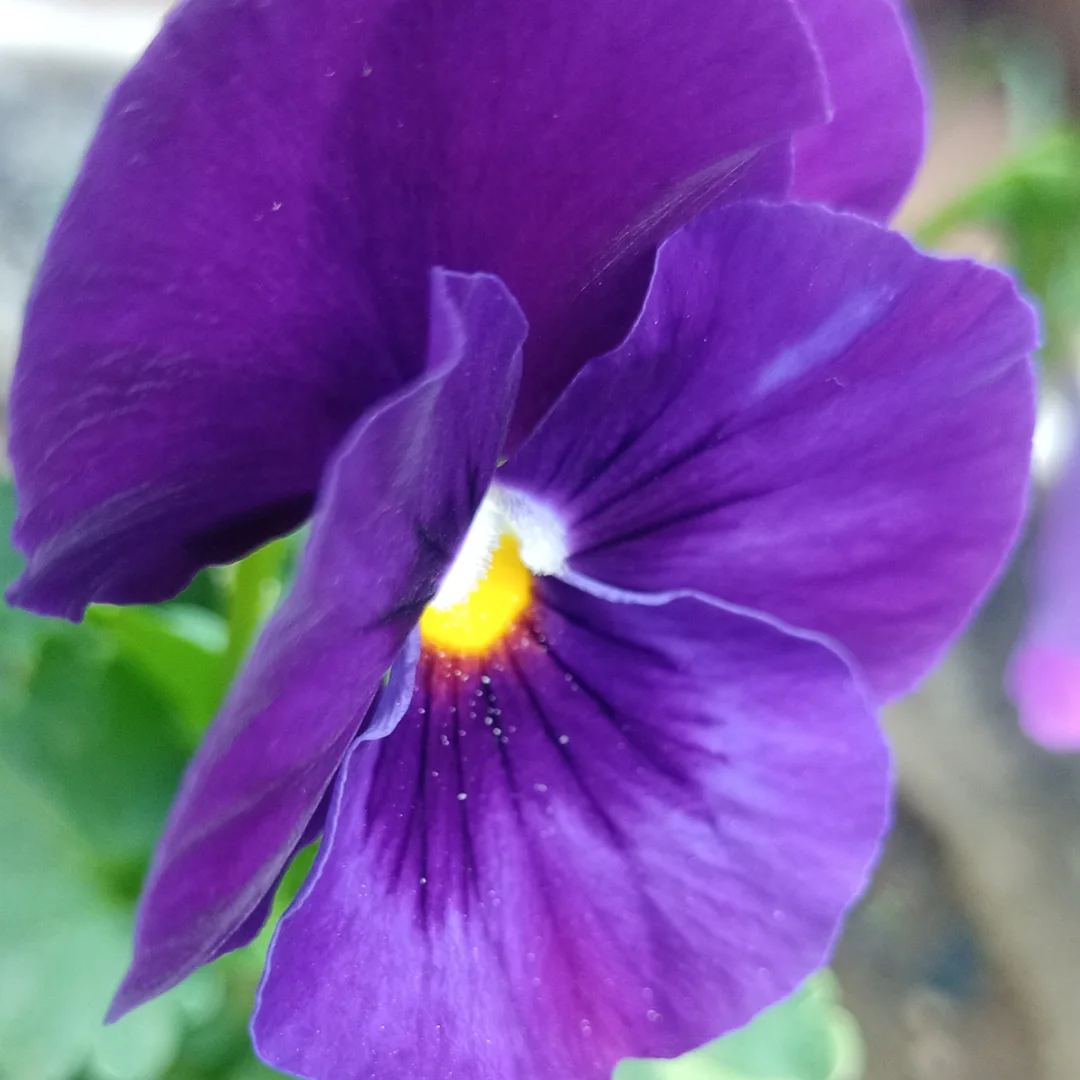 Pansy💜💛🤍 (Viola tricolor var. hortensis)&hellip;&hellip; &hellip;&hellip;..#pansy #pansyflower #violaceae #violateflower#flowerphotography #flowerlovers #flowers #flower #Violatricolorvarhortensis 