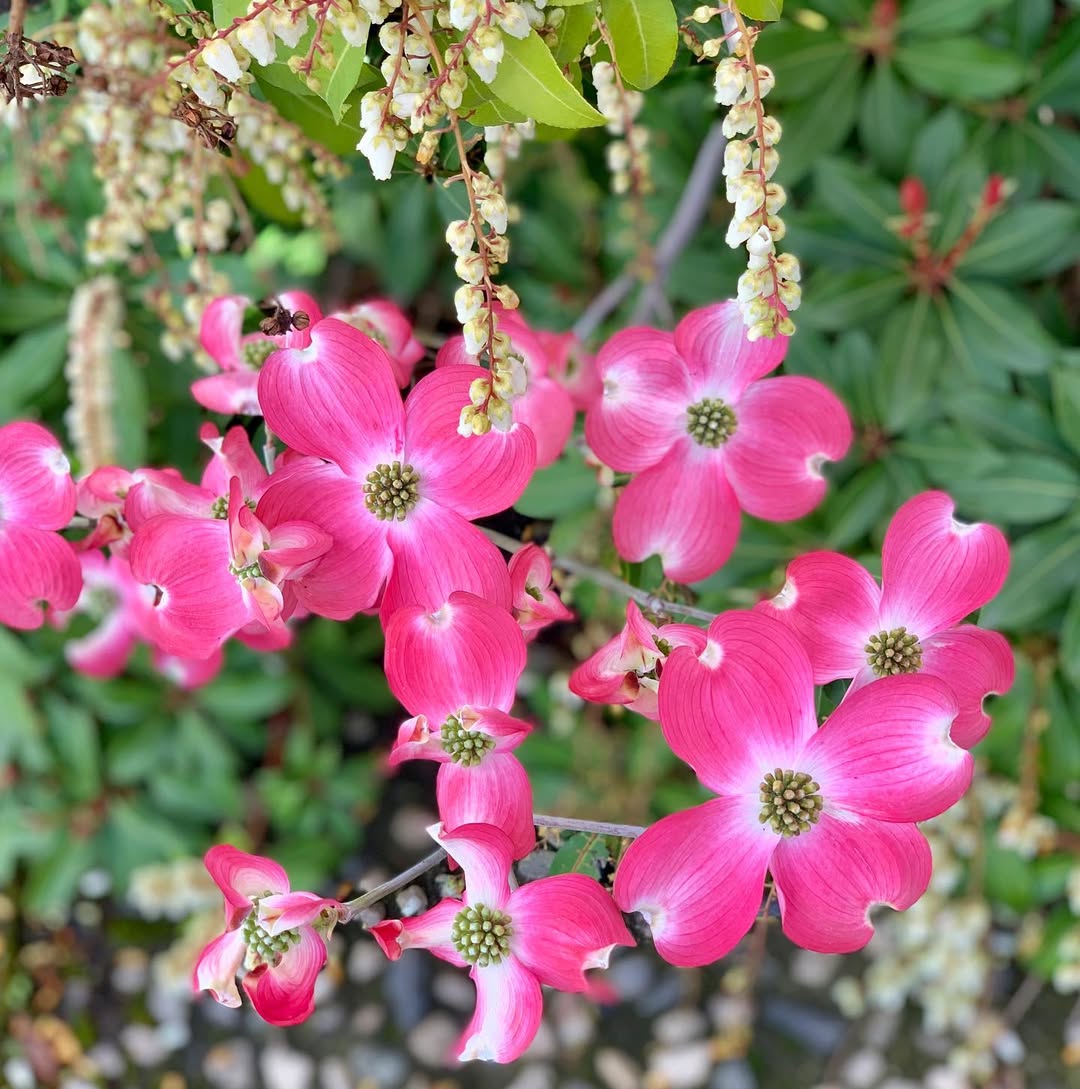 Pink dogwood .#dogwood #pinkflowers  4 petaled flowers