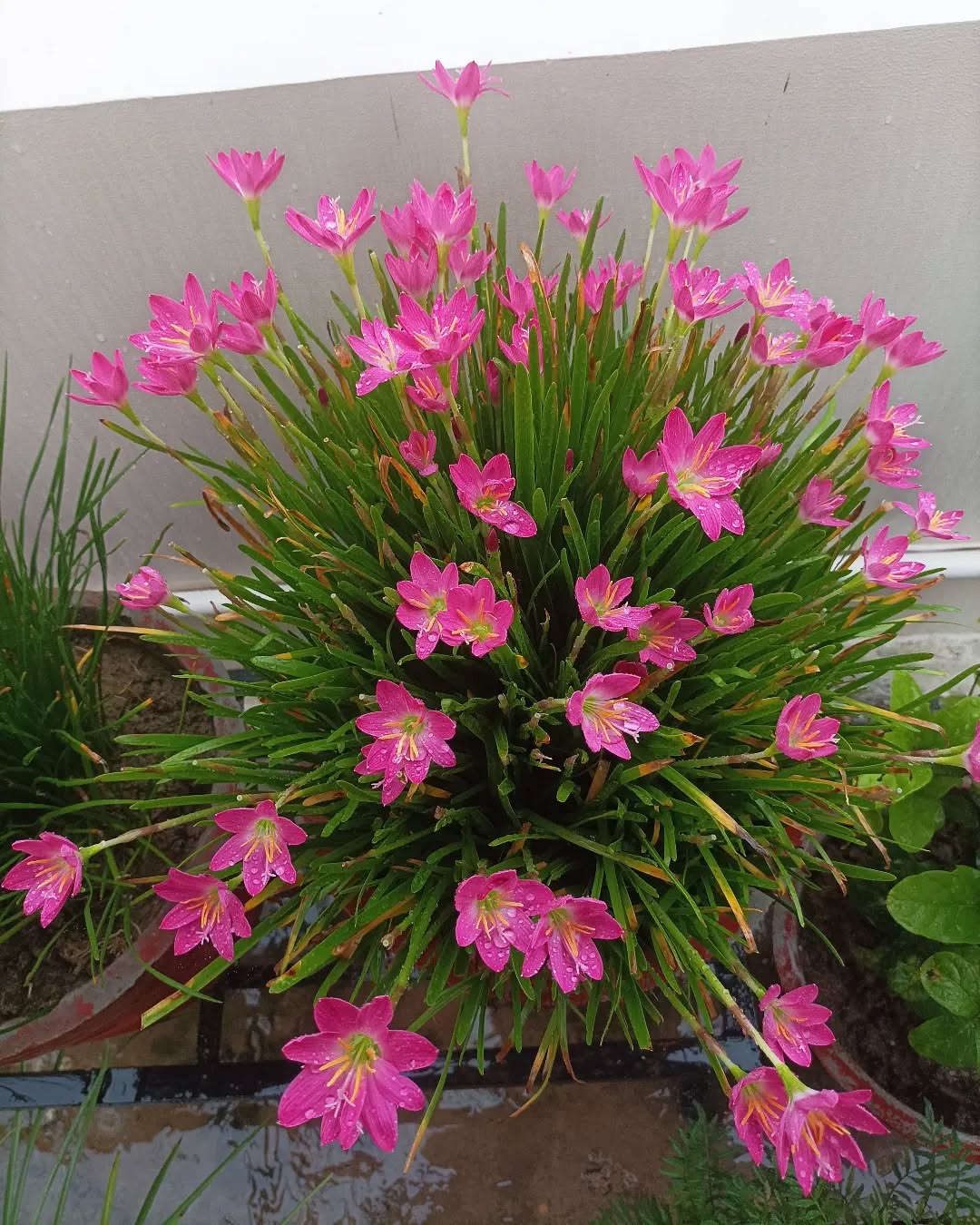 Pink lilies from my garden 😍 #lily #pink #pinklilies #lilies #plants #flora #fauna #floral #flowerstagram #flowers #mygarden #gardening #gardens #indianflowers #rainyseason #bloom #blossoms