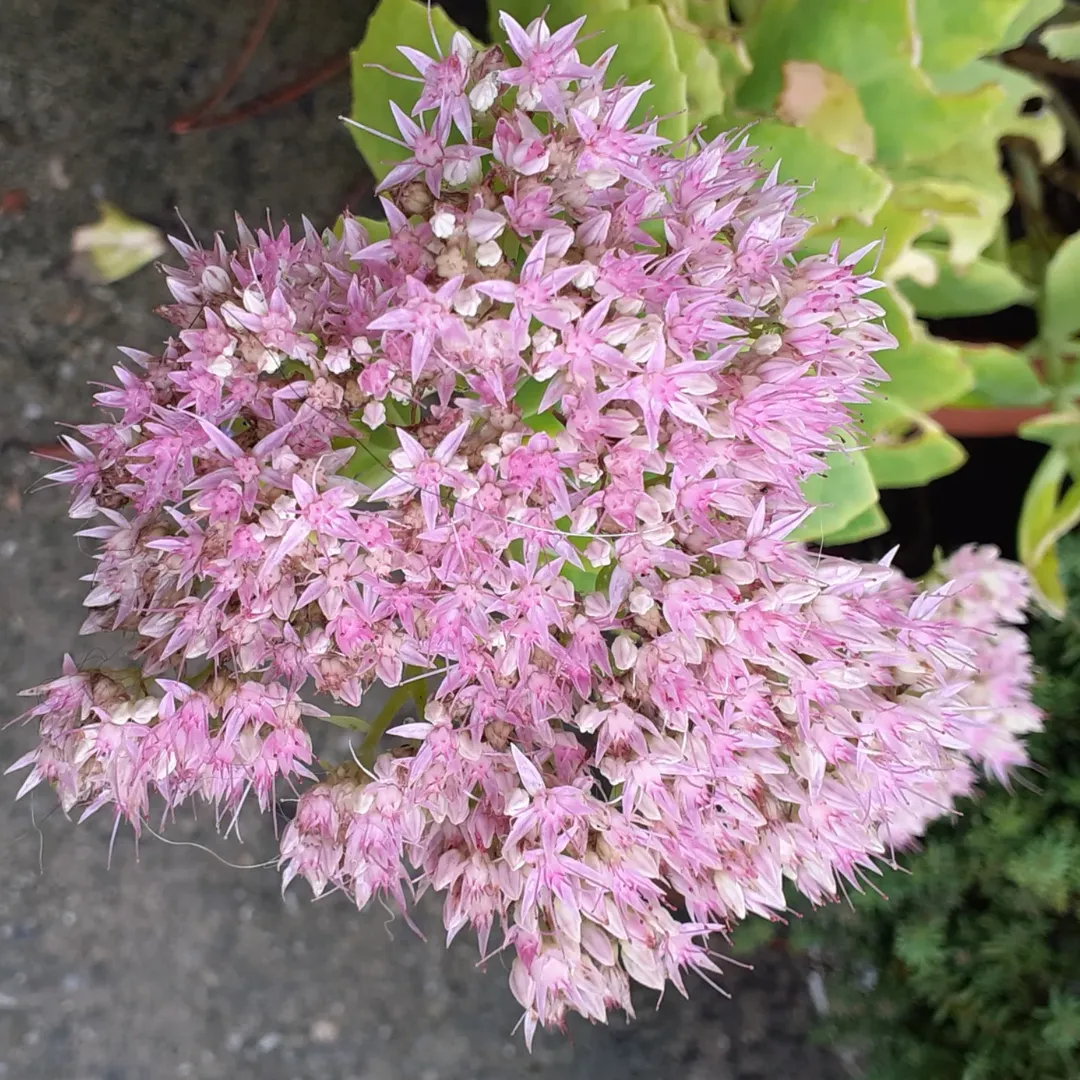 Sedum spectabile