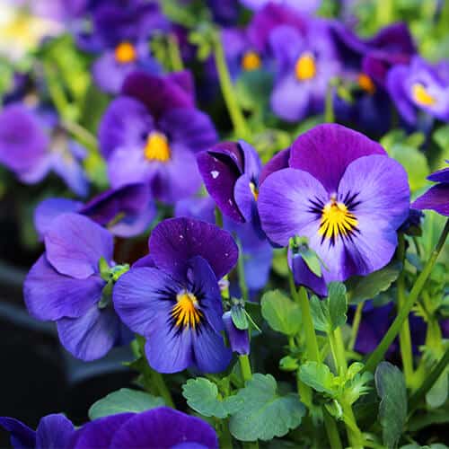 Spotlight on Violas  Stodels Garden Centre