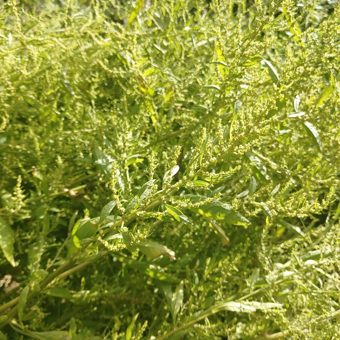 The epazote seeds are almost mature enough to harvest. 