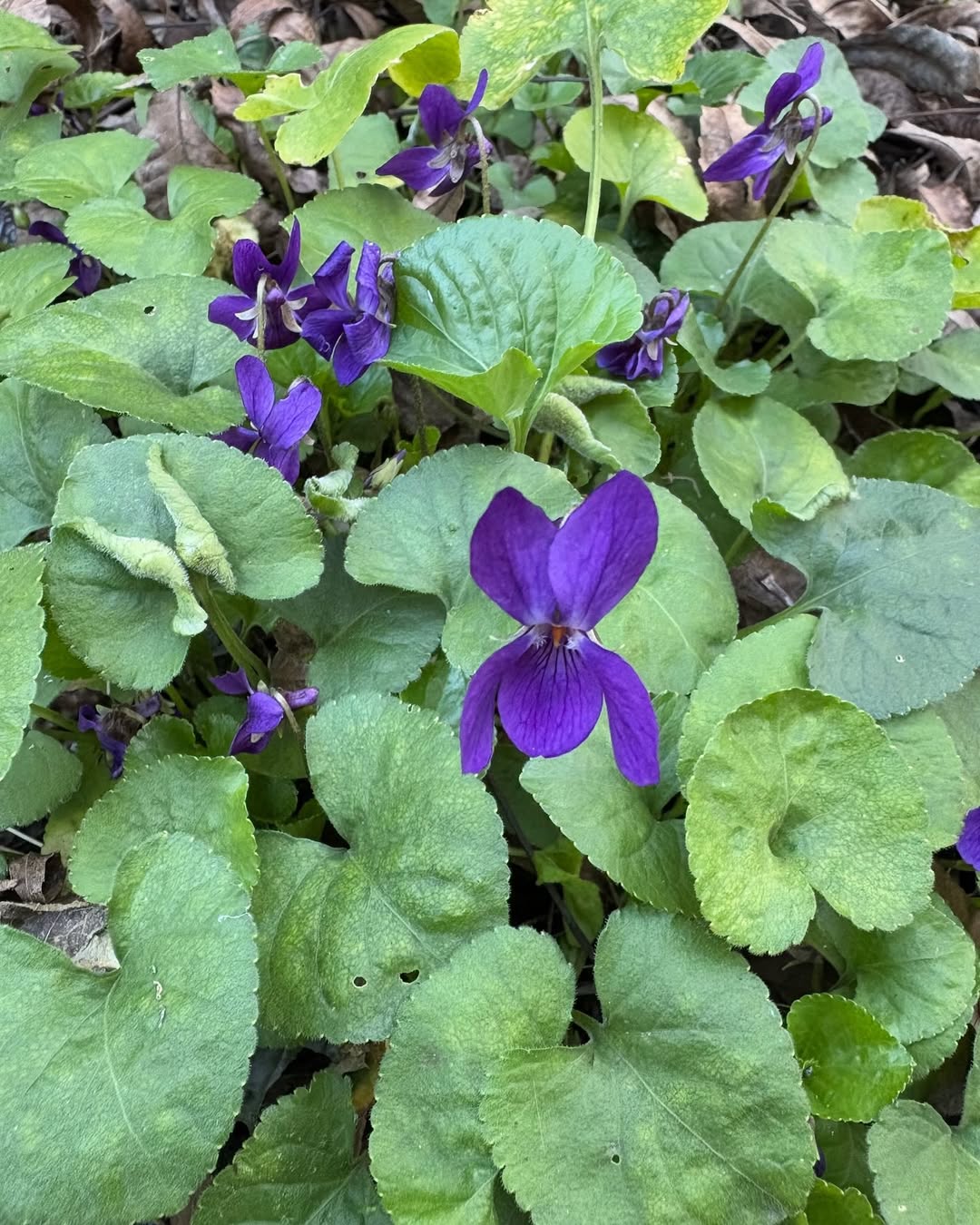 Violet (Viola odorata) 4 petaled flowers