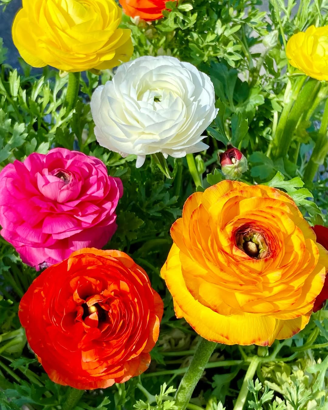 What Are White Ranunculus