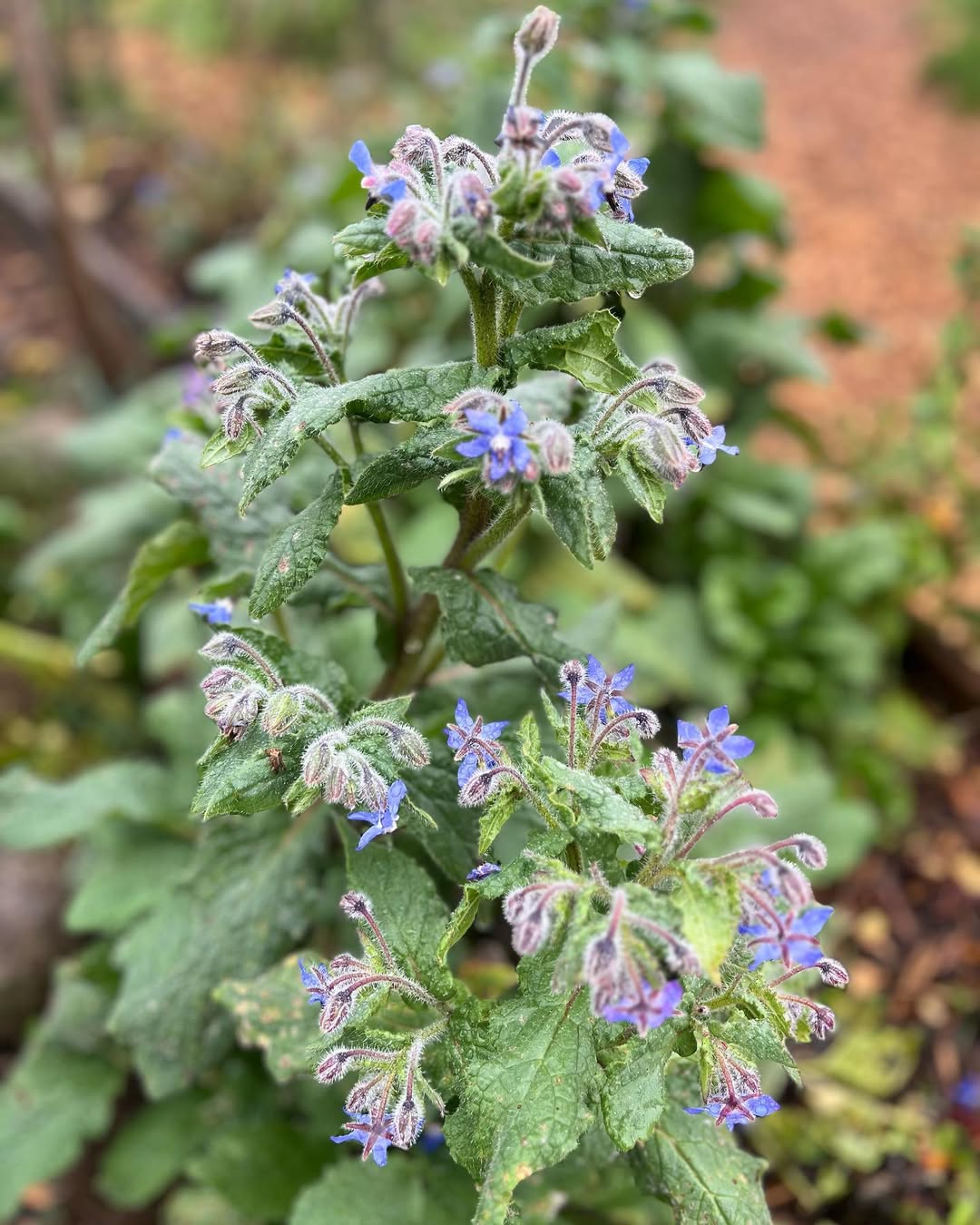 Borage 