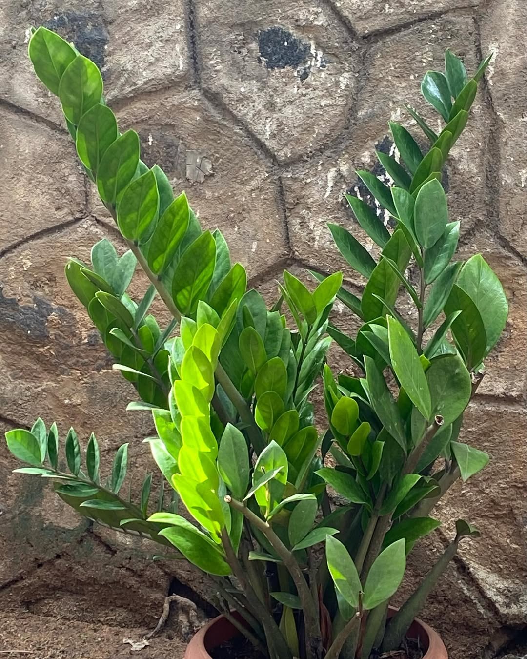 ZZ ;Air Purifier Zamioculcas Zamiifolia😍
