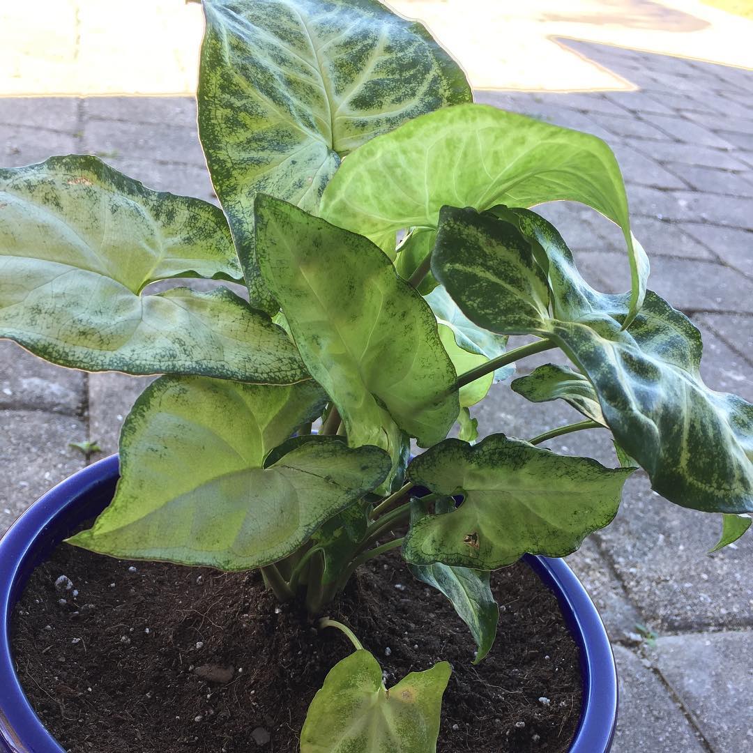 What Is a Nephthytis Plant?