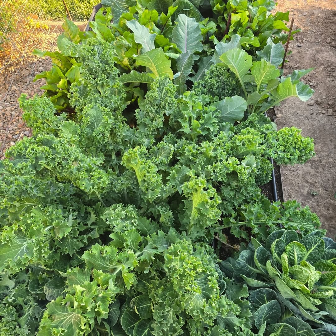 Kale is still going strong.#kale