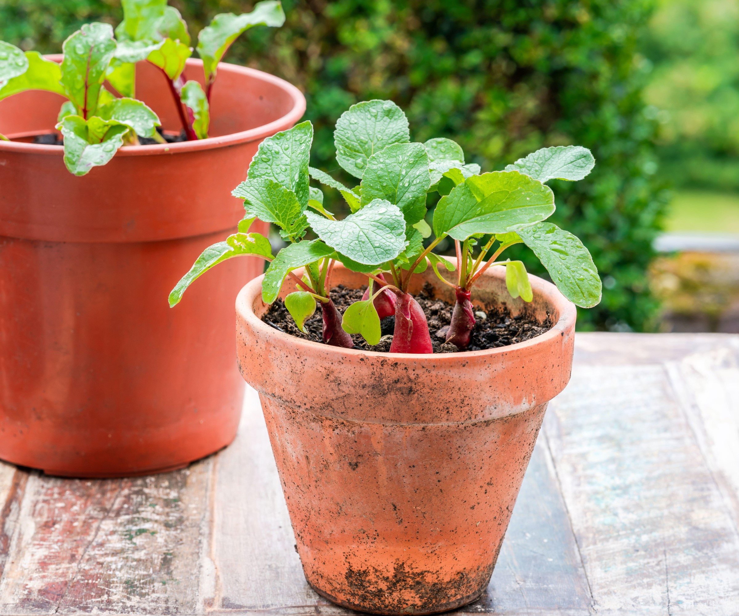 Radishes grow in Pot in balcony garden