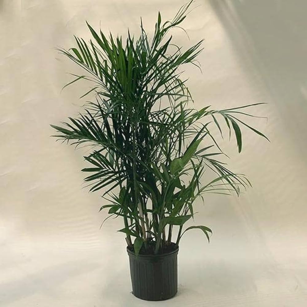 Bamboo Palm (Chamaedorea seifrizii)