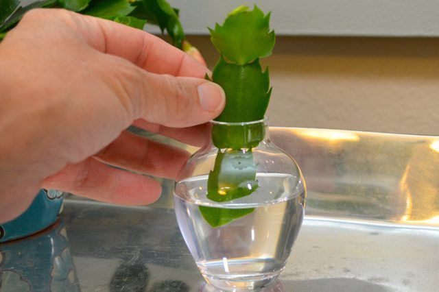 Christmas Cactus Propagate from cuttings