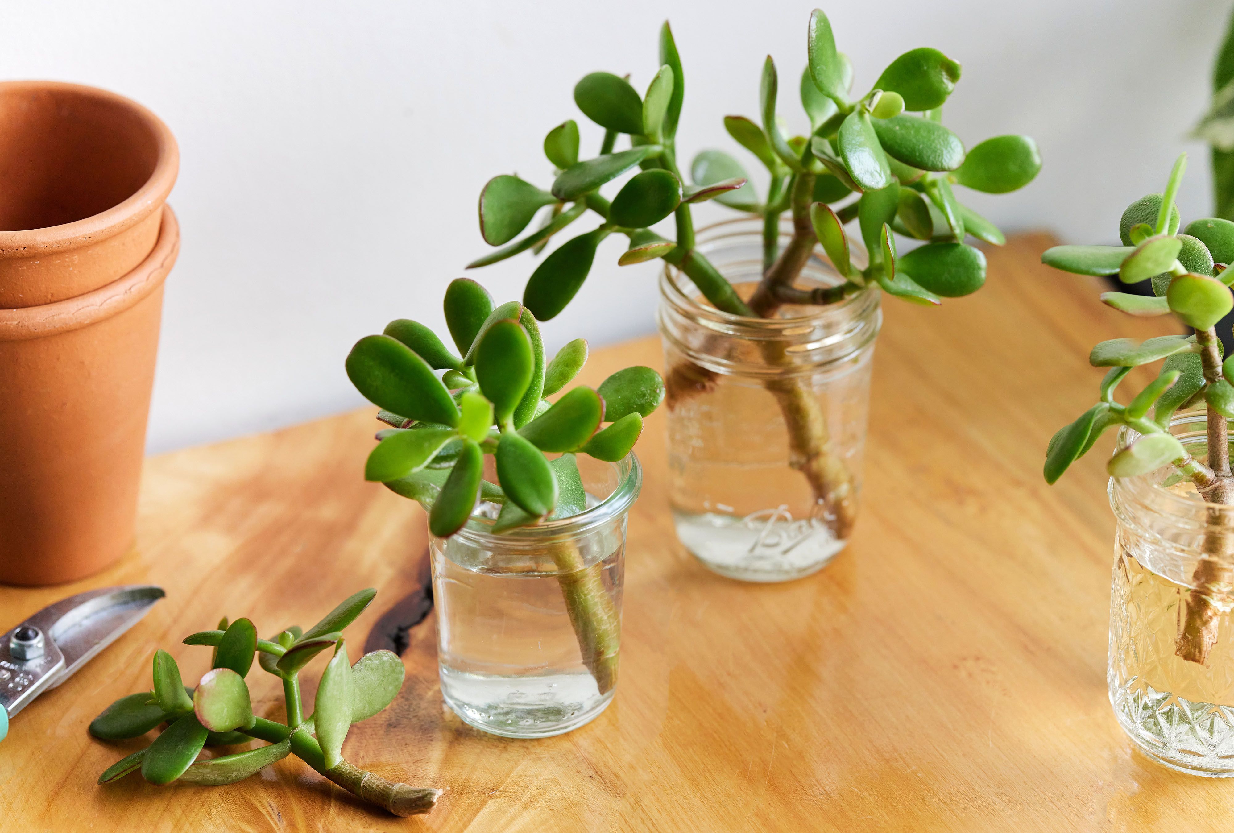 Jade Plant (Crassula ovata) Propagate from cuttings